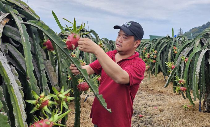 Anh Trần Quốc Thắng đã kiên định sản xuất thanh long GlobalGAP hơn 10 năm nay. Ảnh: KS.