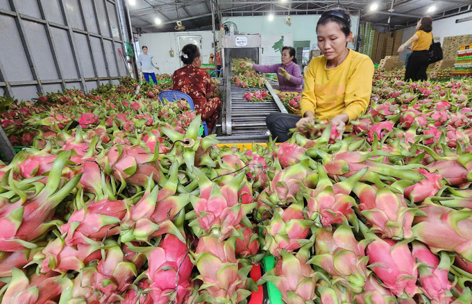 Trang trại thanh long của anh Thắng tạo việc làm cho 130 lao động. Ảnh: KS.