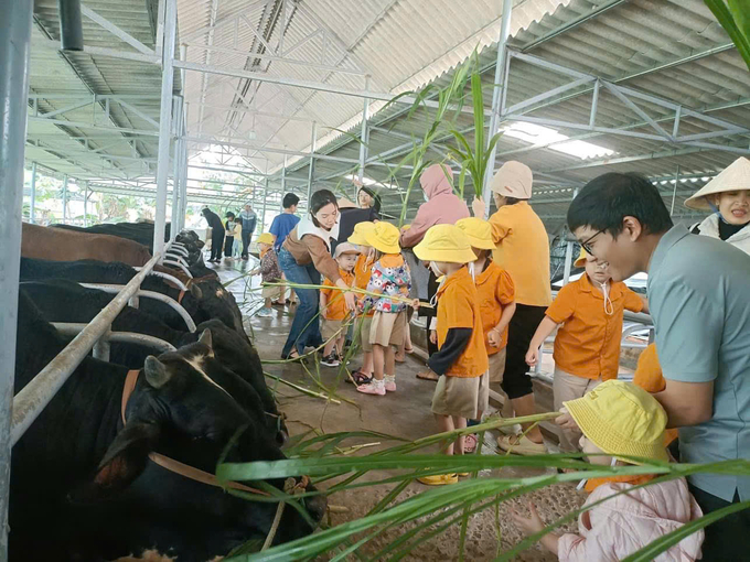 Học sinh mầm non trải nghiệm chăn nuôi bò trong Ca Organic Farm. Ảnh: V.Đ.T.