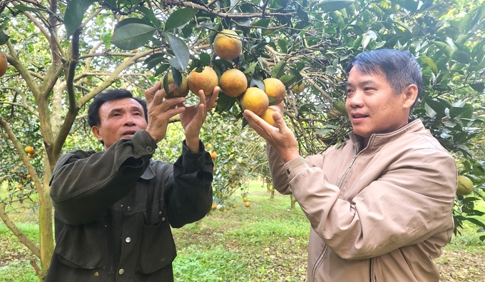 Ông Hoàng Minh Tâm (phải), Chủ tịch Hội Nông dân xã Đỉnh Sơn khẳng định vườn cam Hướng Hóa áp dụng quy trình sản xuất hữu cơ đã tạo nên cú hích lớn cho số đông người trồng. Ảnh: Việt Khánh.