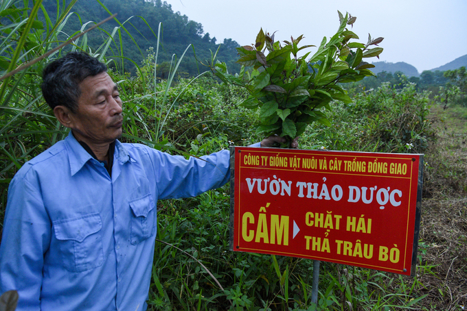 Vườn thảo dược phục vụ cho lợn uống. Ảnh: Dương Đình Tường.