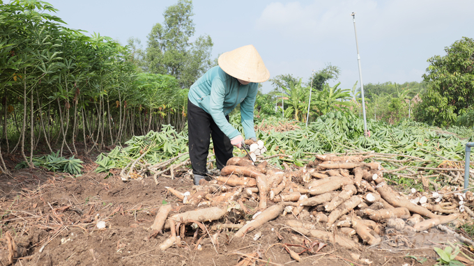 Sắn (khoai mì) là một trong những cây trồng chủ lực trên đất Tây Ninh. Ảnh: Trần Trung.