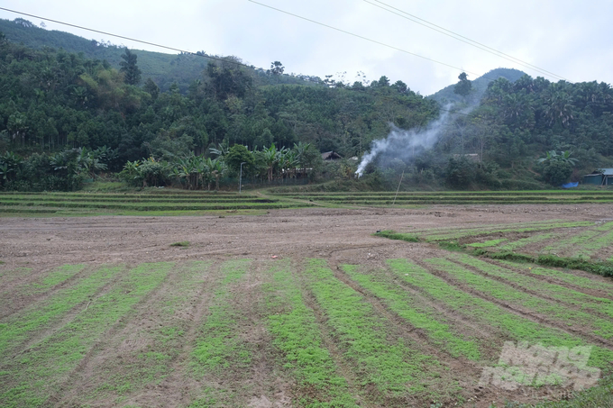 Màu xanh đã mọc trên vùng sạt lở tang thương 3 tháng trước. Ảnh: Kiên Trung.