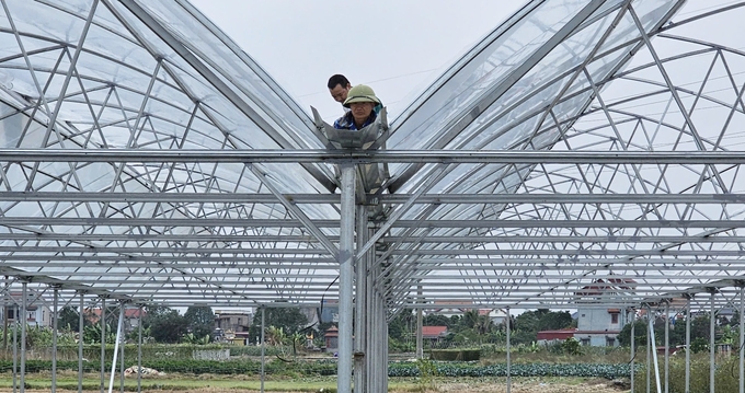 Thợ thuyền tất bật thi công cho các nhà màng để kịp hoàn thiện trước Tết. Ảnh: Văn Việt. 