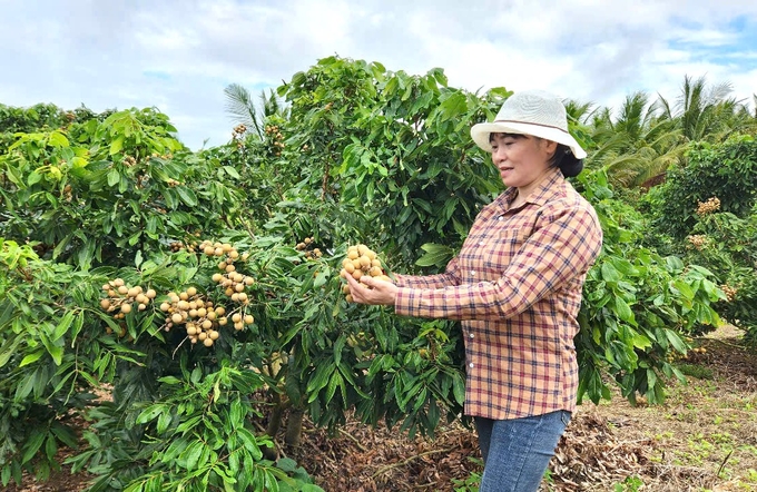 Vườn nhãn của gia đình bà Phương trồng theo hướng hữu cơ, chất lượng luôn đảm bảo. Ảnh: Tuấn Anh.