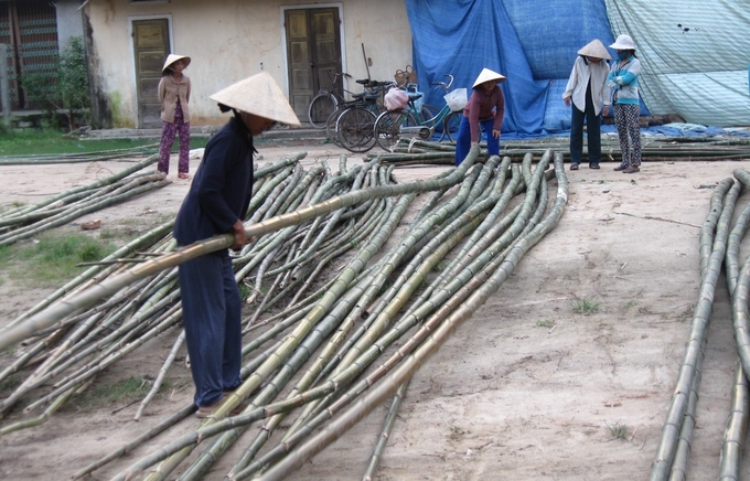 Người đi chợ chọn tre để mua. Ảnh: V.Đ.T.