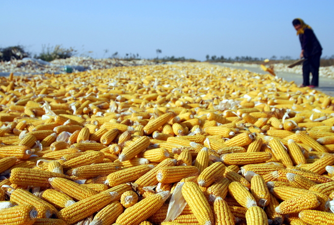 A Chinese farmer dries corns on the outskirts of Qingdao city, Shandong Province. Photo: Oriental Image via Reuters Connect.