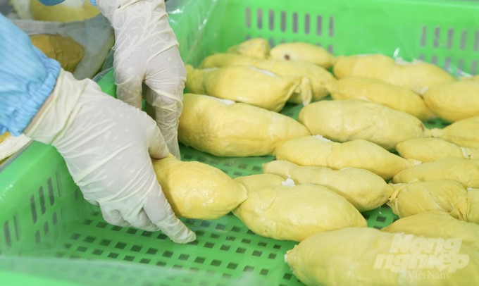 Frozen durian is expected to create new momentum for fruit and vegetable products. Photo: Nguyen Thuy.