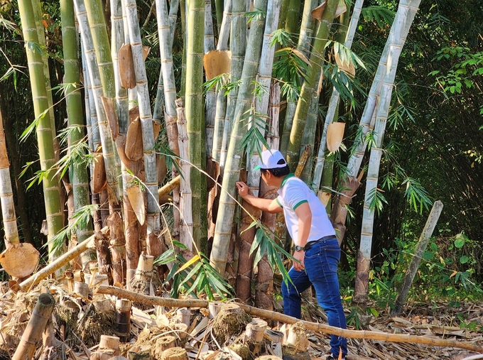 Tre sinh khối sau trồng khoảng 5 năm sẽ cho thu hoạch gỗ. Ảnh: Lê Khánh.