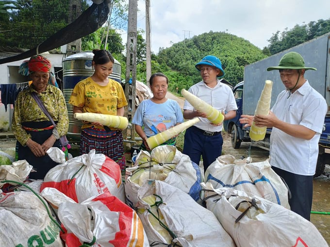 Có thu nhập ổn định từ những đồi tre, người dân không còn phát phá rừng làm nương rẫy như trước kia. Ảnh: Thanh Tiến.