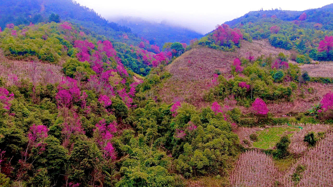 Loài hoa này không mọc thành vùng tập trung mà rải rác ở trên các triền núi. Ảnh: Thanh Tiến.