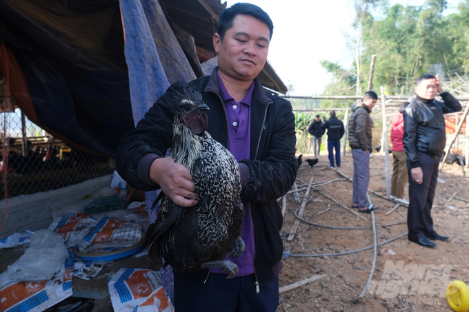 Anh Ún bên một chú gà trống Mông đen có bộ lông màu hoa mơ. Ảnh: Thái Bình.