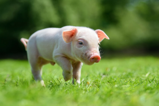 Insect ingredients promote happy and healthy livestock while helping to preserve natural resources such as forests and marine ecosystems. Photo: Byrdyak.