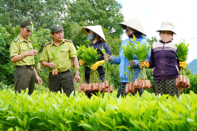 Thời gian qua, tỉnh Phú Yên nỗ lực trong việc trồng rừng và phát triển rừng. Ảnh: ĐH.