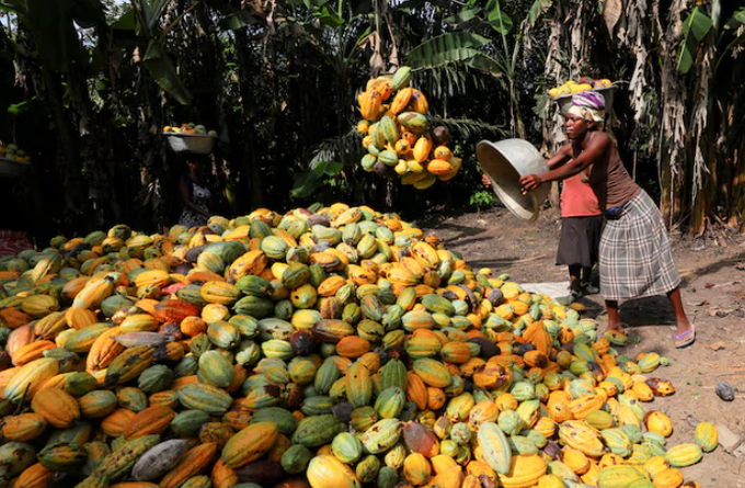 Labourers harvest cocoa pods at a farm in Assin Foso, Ghana, November 21, 2024.