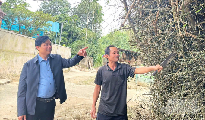 Ông Đậu Thanh Tịnh (bên trái), Phó Chủ tịch phụ trách UBND xã Tùng Châu cho hay, địa phương đang chỉnh trang diện tích tre thành các vành đai bảo vệ cụm dân cư. Ảnh: Thanh Nga.