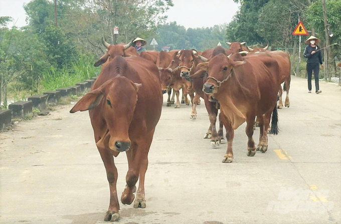 Chăn nuôi trâu, bò hiện là nghề chính của người dân vùng ngoài đê xã Tùng Châu nói riêng, huyện Đức Thọ nói chung. Ảnh: Thanh Nga.