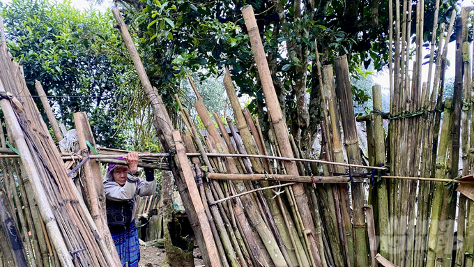 Căn nhà nhỏ của vợ chồng ông Thào Dình và bà Giàng Sinh ở thôn Sú Dí Phìn, xã Tả Thàng được bao bọc bởi những cây chè cổ thụ có tuổi đời hàng trăm năm. Ảnh: Tú Thành.