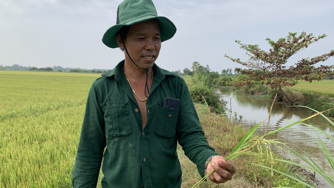 Lúa của nông dân bị nhiễm bệnh bạc lá do thời tiết bất lợi. Ảnh: HT.