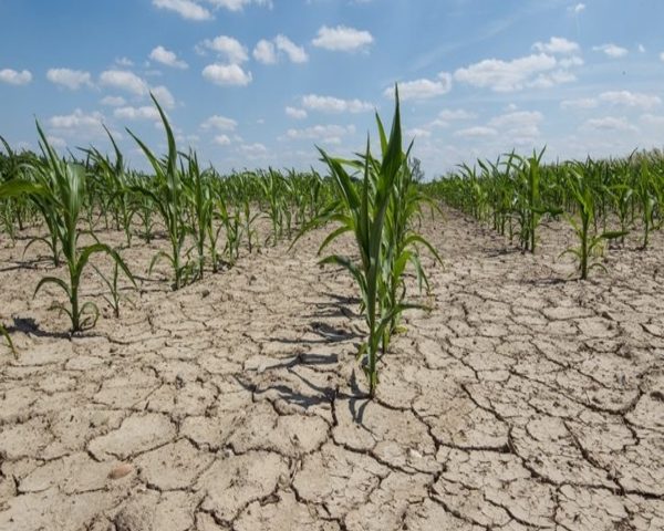 Agriculture here hasn’t changed much over the centuries, people still live or die by the rains. A drier climate could doom the region’s eternal staples of cattle and maize.