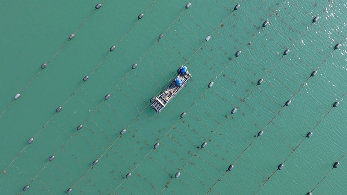 Aquaculture production in 2024 reached over 5.75 million tons, marking a 4% increase compared to 2023. Photo: Hong Tham.