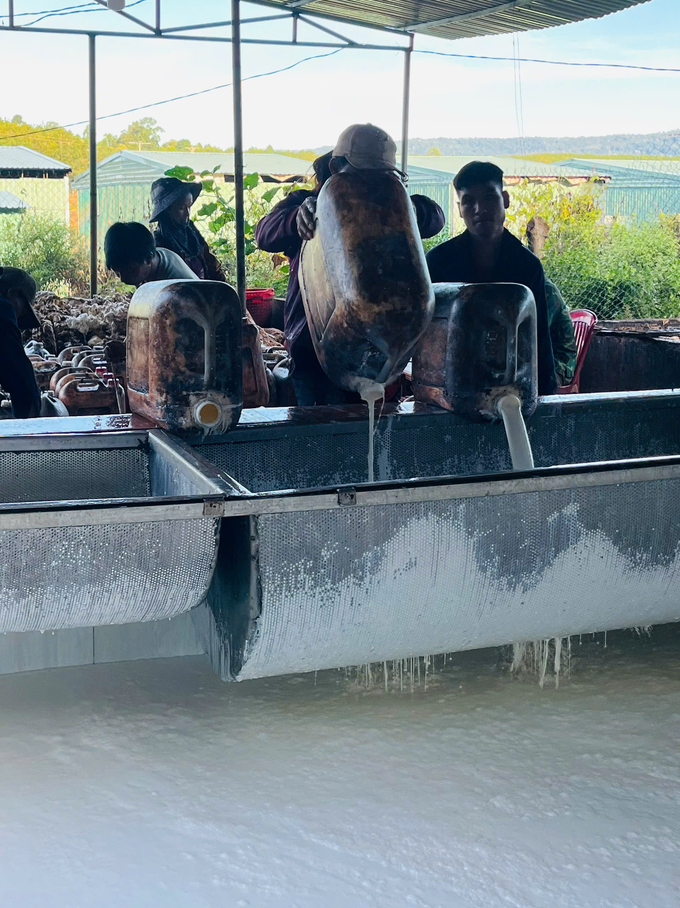 Ngọt ngào dòng sữa trắng xây dựng vùng biên. Ảnh: Nguyễn Xuân Thủy.