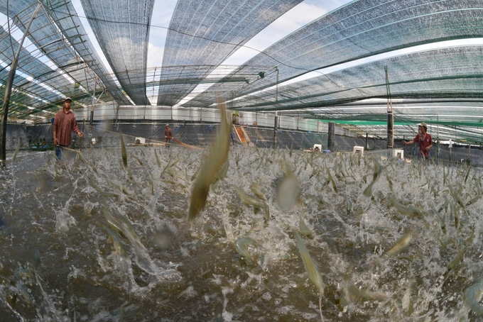 Species that already have advantages, such as shrimp, catfish and mollusks, need to improve productivity in the coming period. Photo: Hong Tham.