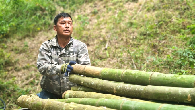 Nhờ trồng mét, bà con vùng cao huyện Tương Dương đã có thu nhập cao và ổn định. Ảnh: Việt Khánh.