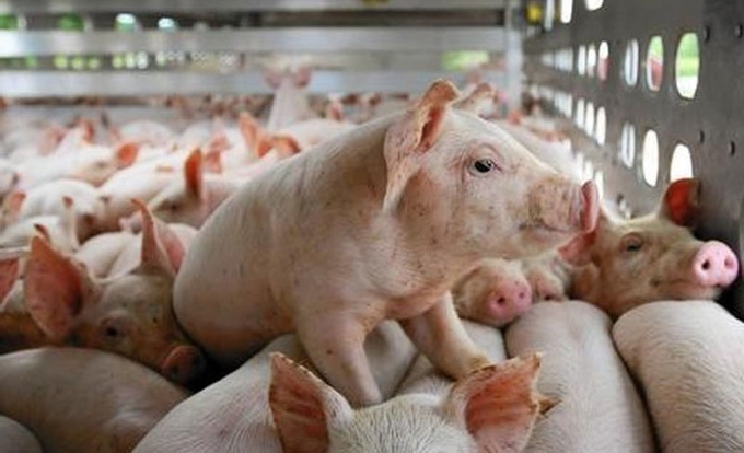 Live pig prices in the three regions as of January 4, 2024