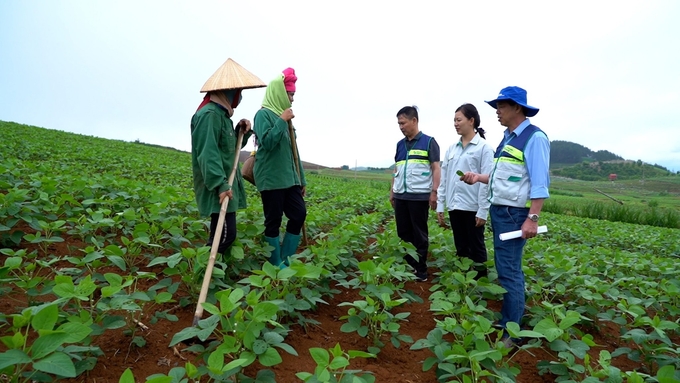 Cán bộ Trung tâm Khuyến nông Sơn La phổ biến kỹ thuật cho nông dân. Ảnh: Hoàng Anh.