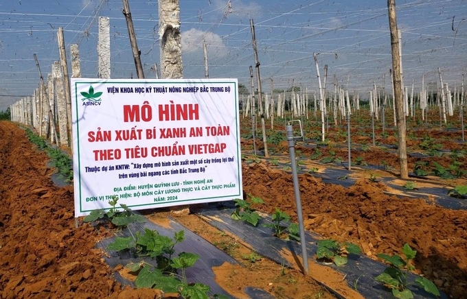 Mô hình sản xuất bí xanh an toàn theo tiêu chuẩn VietGAP do Viện Khoa học kỹ thuật nông nghiệp Bắc Trung bộ thực hiện tại xã Quỳnh Bảng (huyện Quỳnh Lưu, Nghệ An). Ảnh: Việt Khánh.