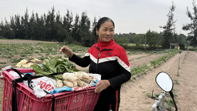 Những năm gần đây rau được trồng đúng kỹ thuật, an toàn nên thương lái tìm đến tận nơi để mua, giá cả tăng dần vào dịp Tết. Ảnh: Ánh Nguyệt.