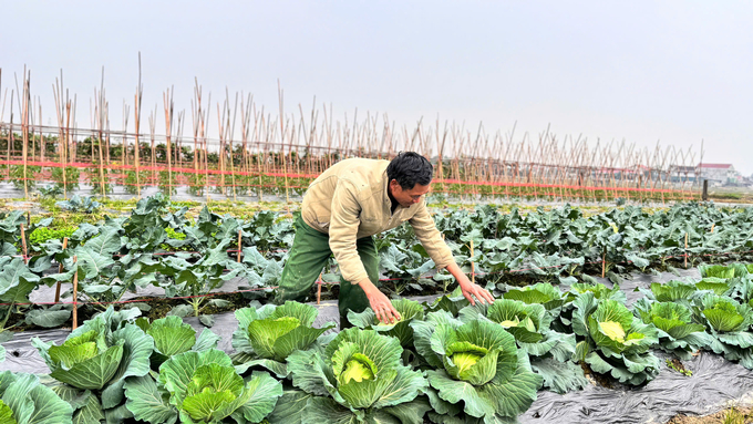 Nhằm phục vụ thị trường Tết, bà con sản xuất theo hình thức luân canh, xen kẽ giữa rau màu ngắn ngày và dài ngày. Ảnh: Ánh Nguyệt.