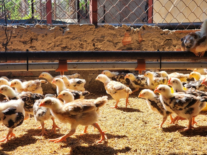 Chăn nuôi ngày nay đòi hỏi sự chuyên nghiệp, trong đó chuyên nghiệp trong việc lựa chọn con giống là yếu tố quan trọng đầu tiên quyết định đến sự thành công của người chăn nuôi.