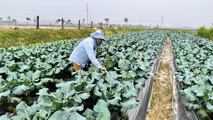 Sản xuất rau diễn ra quanh năm nhưng vào vụ Tết diện tích được mở rộng hơn để đáp ứng nhu cầu tăng vọt. Ảnh: Ánh Nguyệt.