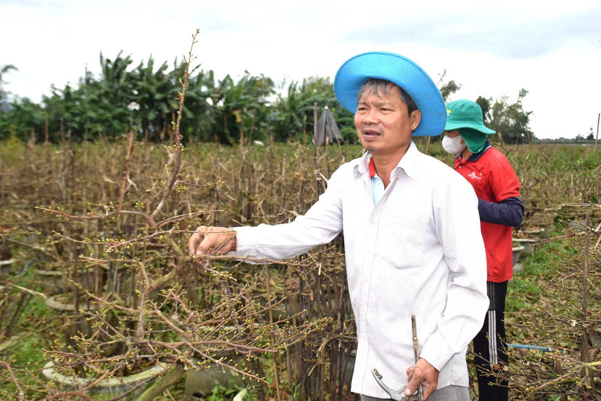 Anh Nguyễn Ngọc Minh ở thôn Háo Đức, xã Nhơn An (thị xã An Nhơn, Bình Định) đang rút cọc tre cho những chậu mai đã lặt lá chuẩn bị xuất bán ra thị trường. Ảnh: V.Đ.T.