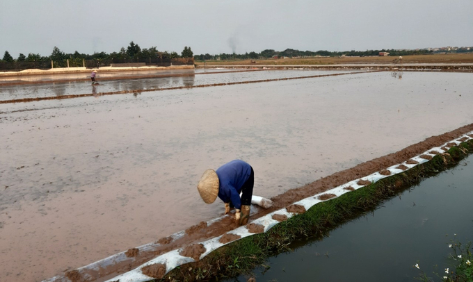 Nông dân ngoại thành Hà Nội xuống đồng chuẩn bị đất để gieo cấy.