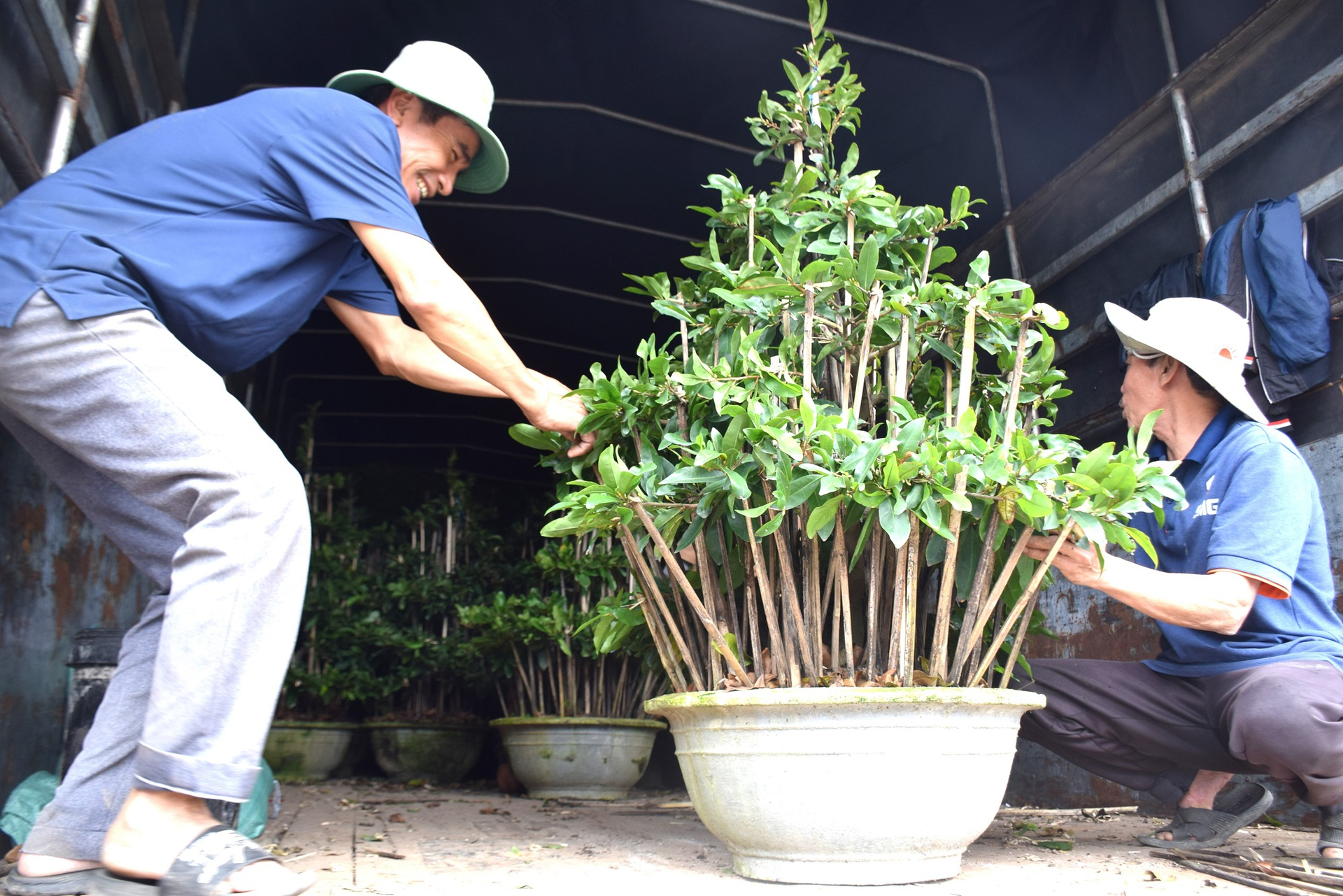 Mới đầu tháng Chạp mà thương lái miền Nam đã mua hết những chậu mai chưa lặt lá của anh Bộ thuê xe chở đi. Ảnh: V.Đ.T.