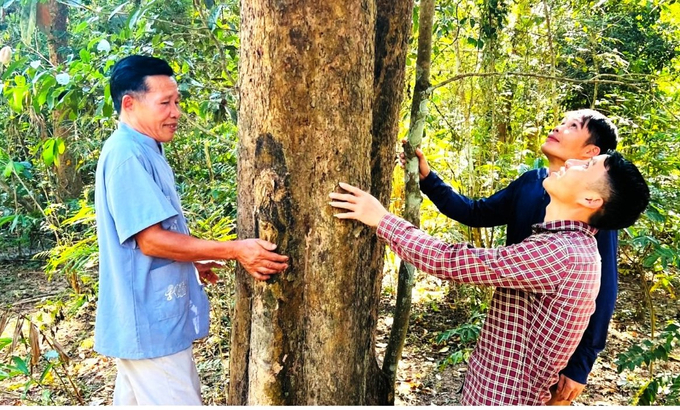 Già bản Kha Văn Tuấn và thế hệ trẻ bản Na Hang đi kiểm tra rừng đinh hương. Ảnh: Minh Thư.