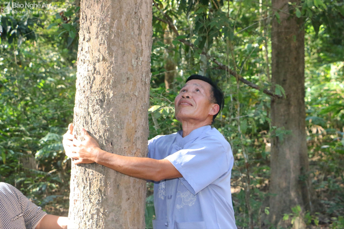 Nhờ được chăm sóc, bảo vệ, rừng đinh hương của bản Na Hang đang phát triển nhanh. Ảnh: Minh Thư.