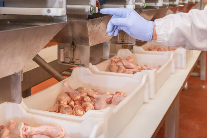 Poland is the largest producer of poultry meat in Europe, accounting for one-fifth of the EU's total output. Photo: Canva.