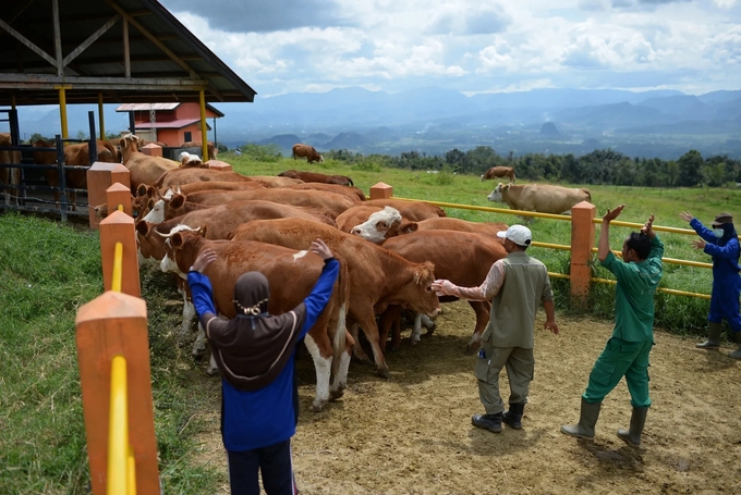 Nông dân lùa đàn gia súc vào chuồng ở Mengatas, Indonesia. Ảnh: Bloomberg.