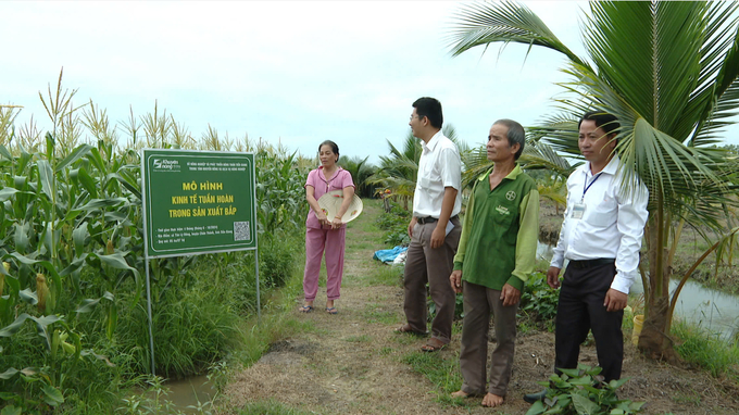 Trung tâm Khuyến nông và Dịch vụ nông nghiệp tỉnh Tiền Giang thực hiện mô hình kinh tế tuần hoàn trong sản xuất bắp. Ảnh: Kim Nữ.