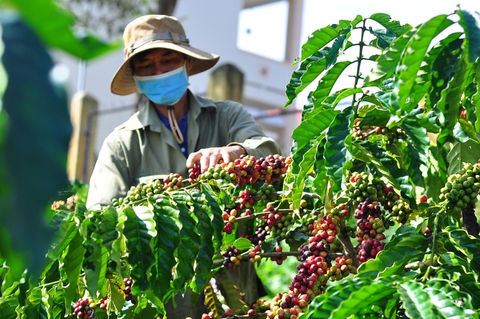 Nestlé Vietnam agrees with the orientation of putting people at the center of Vietnam's green transition. Photo: Minh Hau.