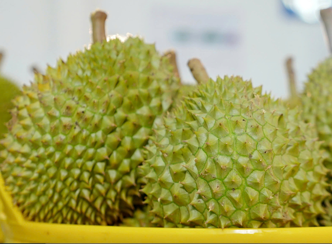 Vietnamese durian accounts for nearly half of the durian imported into China.