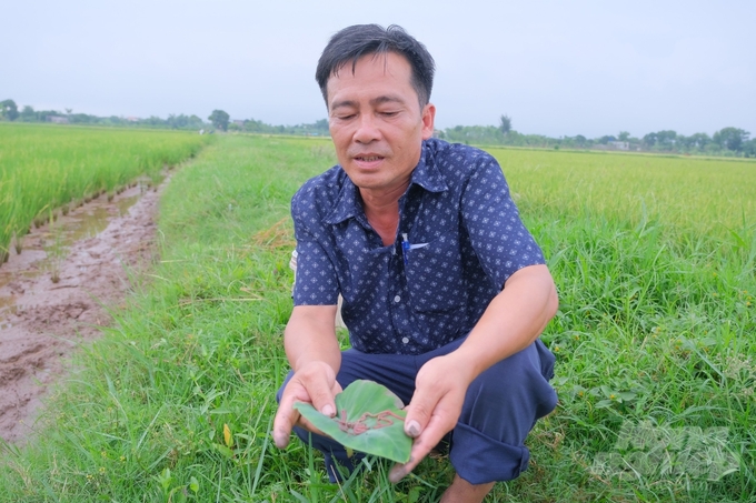 Theo ông Hoàng Văn Ba, khi kết hợp nuôi rươi và sản xuất lúa hữu cơ, nông dân sẽ thu được nhiều cái lợi. Ảnh: Trung Quân.