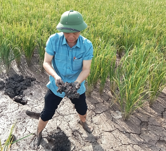 Lãnh đạo Trung tâm Khuyến nông tỉnh Thái Bình kiểm tra, hỗ trợ kỹ thuật cho các hộ sản xuất lúa - rươi tại huyện Thái Thụy. Ảnh: NVCC.