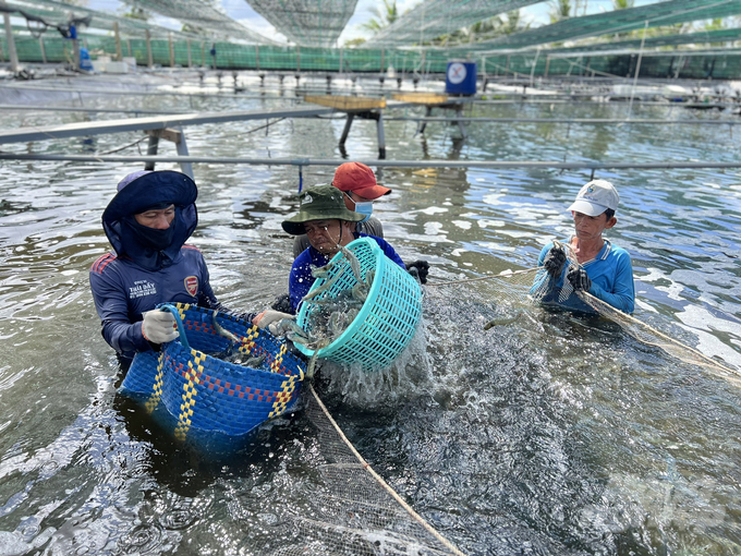 Người dân thu hoạch tôm trong mô hình với nâng suất cao. Ảnh: Trọng Linh.