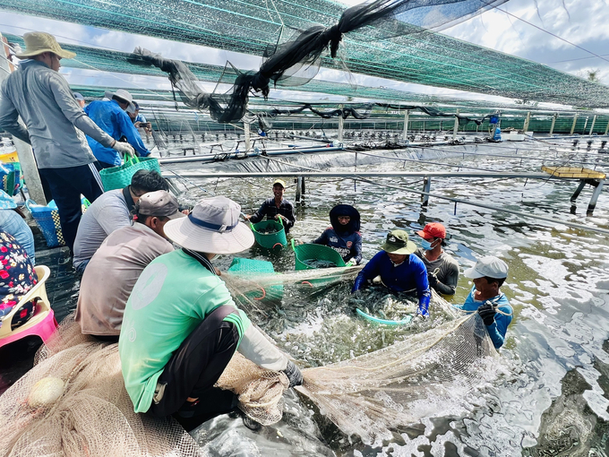 Mô hình mang lại hiệu quả cao, giảm thiểu được chi phí hóa chất và nhân công trong xử lý và thay nước cho ao nuôi tôm. Ảnh: Trọng Linh.