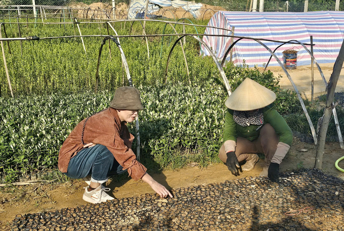 Growing seedlings of various types of eucalyptus at Nhu Oanh Essential Oil Cooperative. Photo: T. Duc.